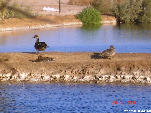 pintail ladies resting